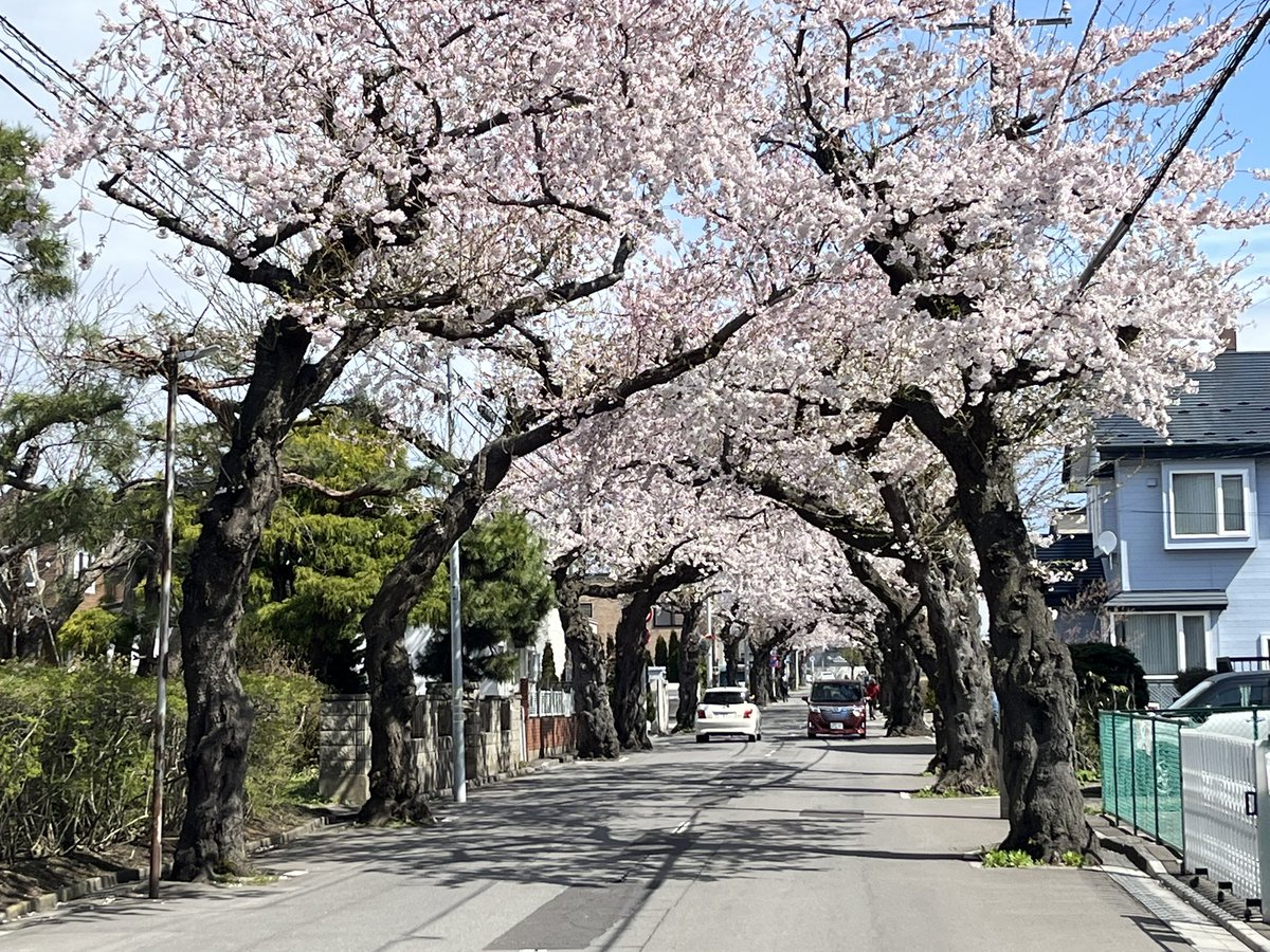 tantancam's tweet photo. 函館桜ヶ丘通り
桜のトンネル🌸 https://t.co/opWswczHWA