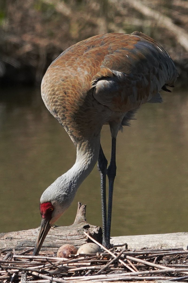 George C. Reifel Migratory Bird Sanctuary tweet media