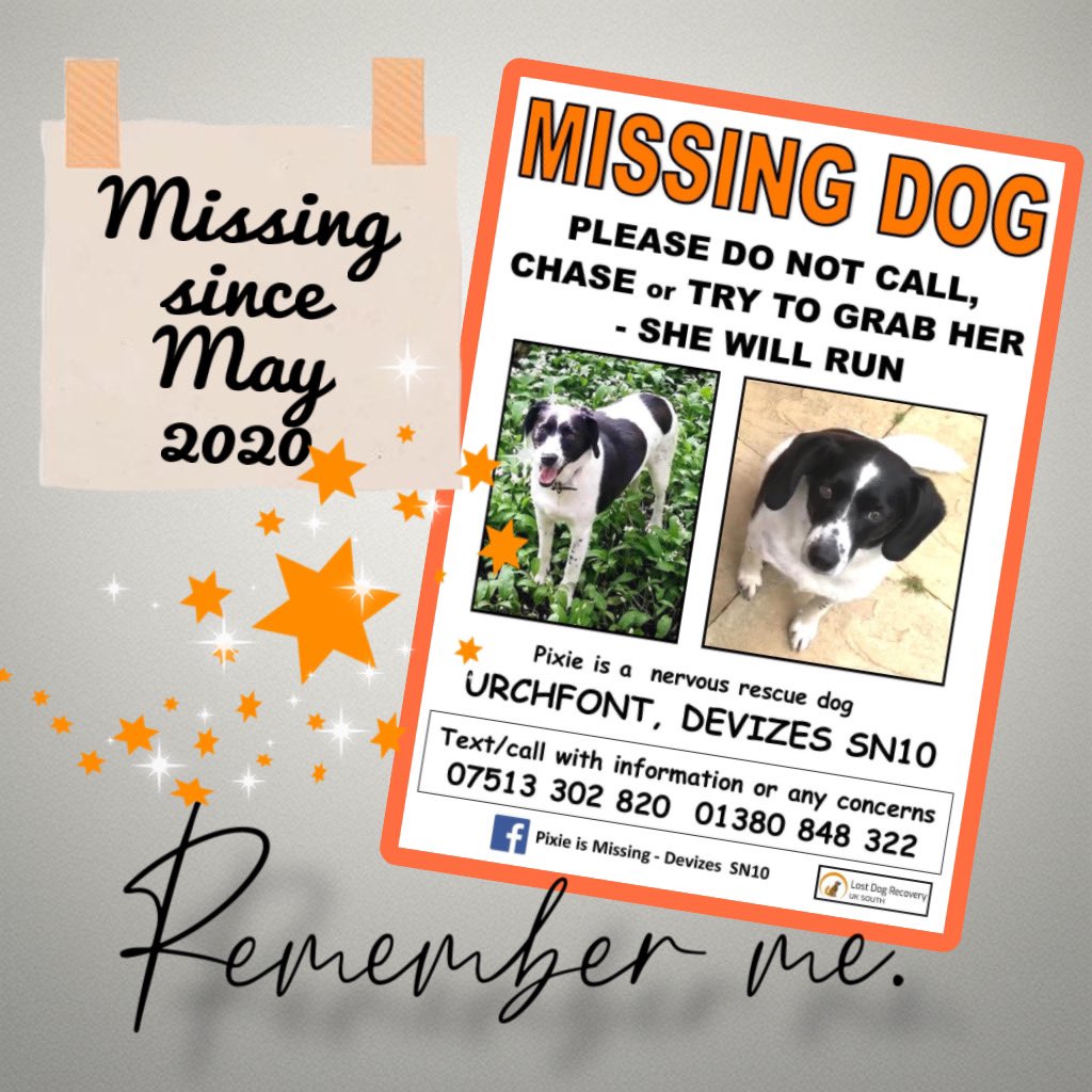 RecoveryDog's tweet photo. 😞LONG TERM LOST😞
MISSING SINCE MAY 2020
Pixie must be SOMEWHERE 😞
THINK BACK 🤔 #Urchfont #Wilts
Do you remember ANYTHING?
WOULD BE A MIRACLE TO FIND HER or to find closure on her story 💫…let’s make it happen ✨
#miracleshappen
#lostbutnotforgotton #nevergiveup https://t.co/fDXbmGOZX2