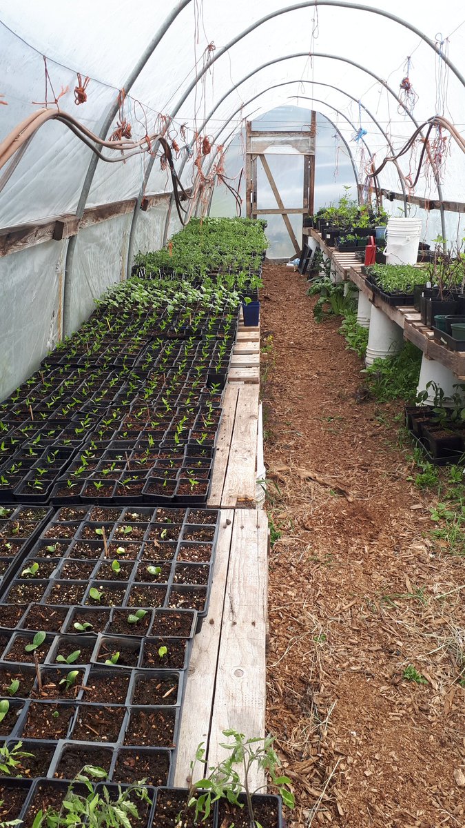 Starts coming along. Peppers, squash, tomatoes, artichokes...