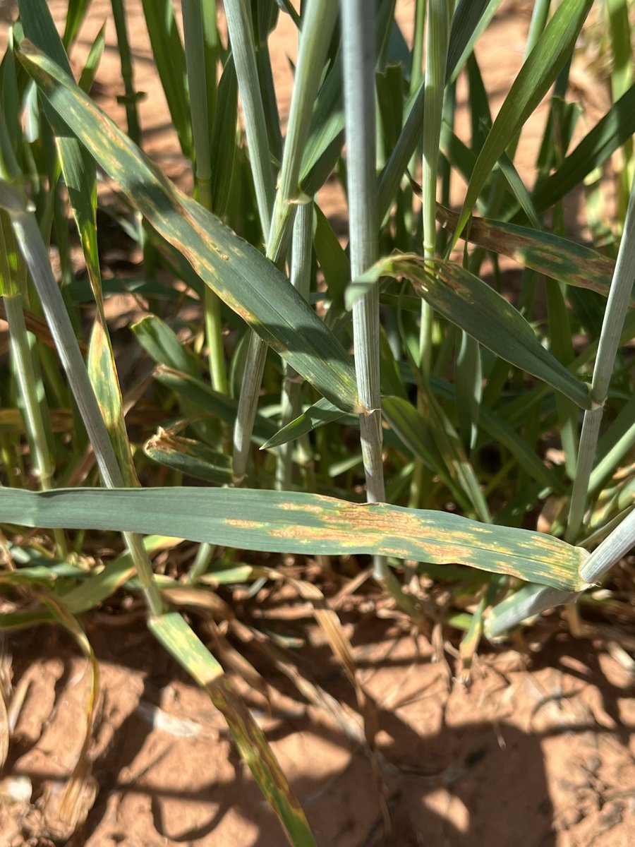 Observations of wheat streak mosaic and leaf spotting diseases in Oklahoma fields. You can find the complete update here spotlight.okstate.edu/wheat-patholog…