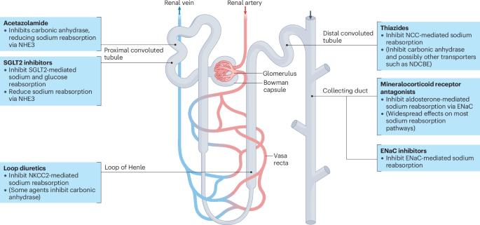 New online!  Decongestion in heart failure: medical and device therapies nature.com/articles/s4156…
