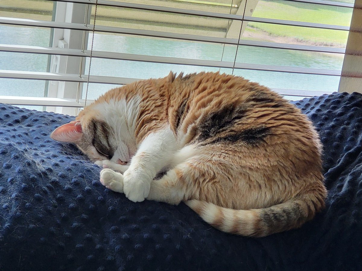 mirabetterment's tweet image. Annabell knows that the best way to keep your peets from running off is to hold them tight!