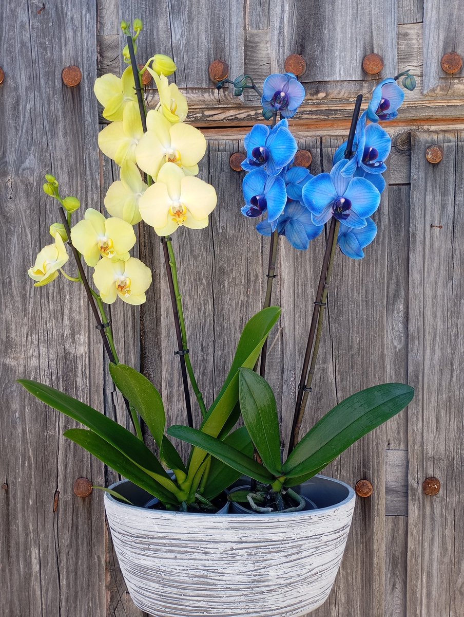 TIENDAdlFLORES's tweet photo. https://t.co/oo8Ik9y7Mh