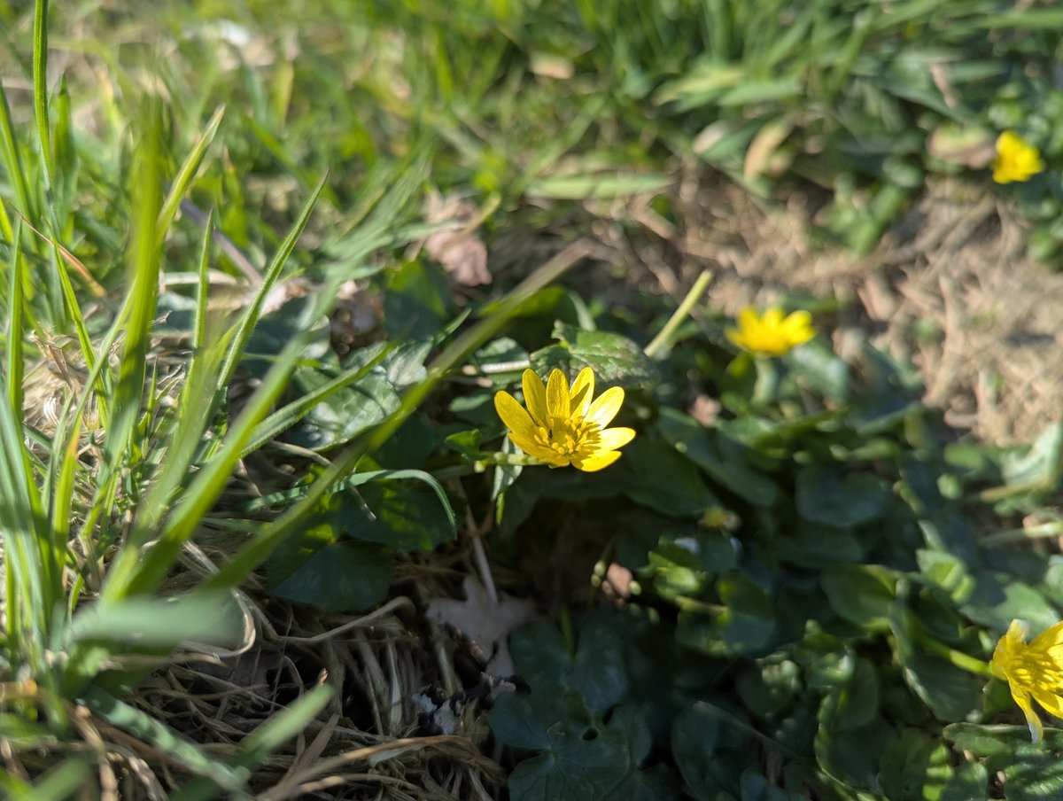 nickbiss39's tweet image. The vibrant colours of spring #SmallBeautiesHour #BecauseOfClem #ThreadOfGold