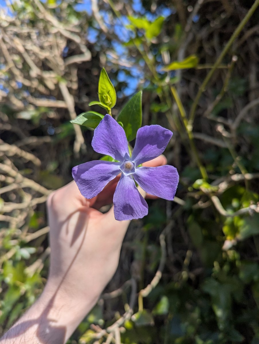 nickbiss39's tweet image. The vibrant colours of spring #SmallBeautiesHour #BecauseOfClem #ThreadOfGold