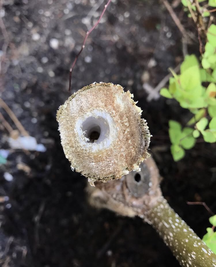 PygmyCreative's tweet image. Paulownia tomentosa coppiced over the weekend. Within a couple of months it’ll have huge tropical leaves as a result #GardensHour Before &amp;amp; After