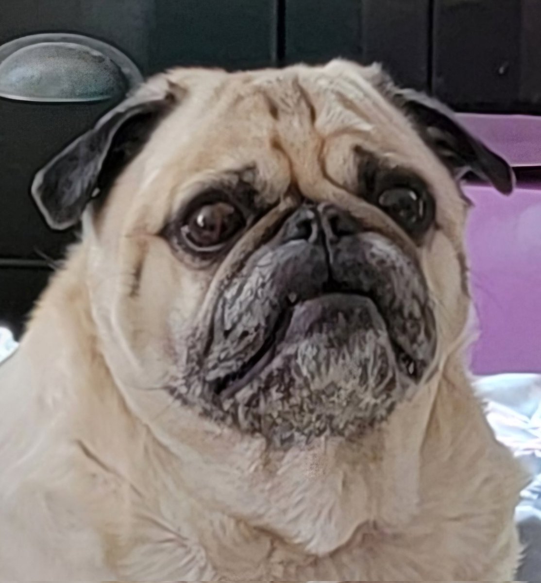 SarahPug12's tweet photo. Orange got his grump face on 😐🤣 Happy Monday afternoon, friends! 🤗 #Orange #GrumpyBoy https://t.co/EIlRNeOf46