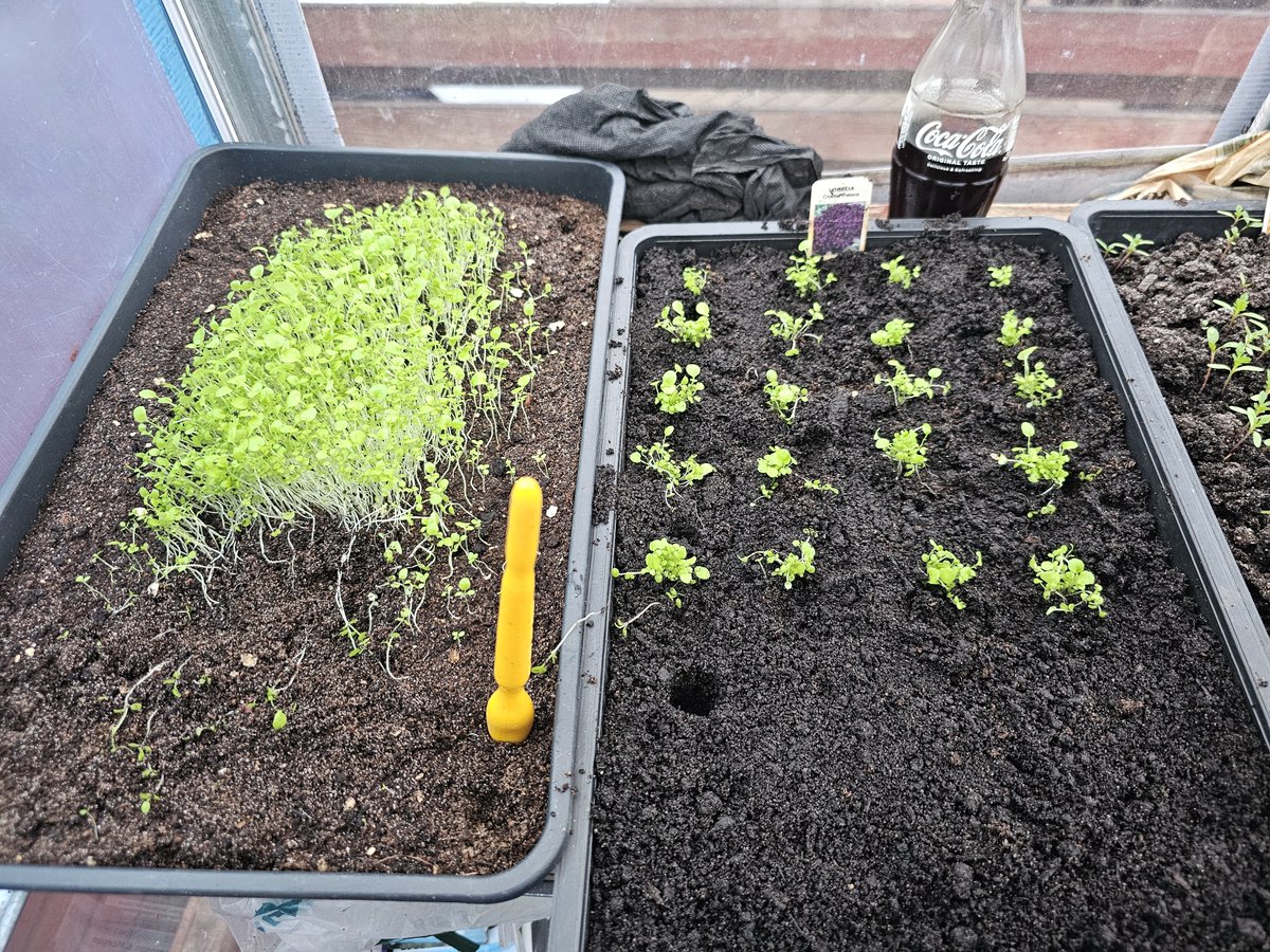 Further proof that March and April have been decent when i'm pricking out trays of plants before the end of the month. And a big difference from how things were last year!