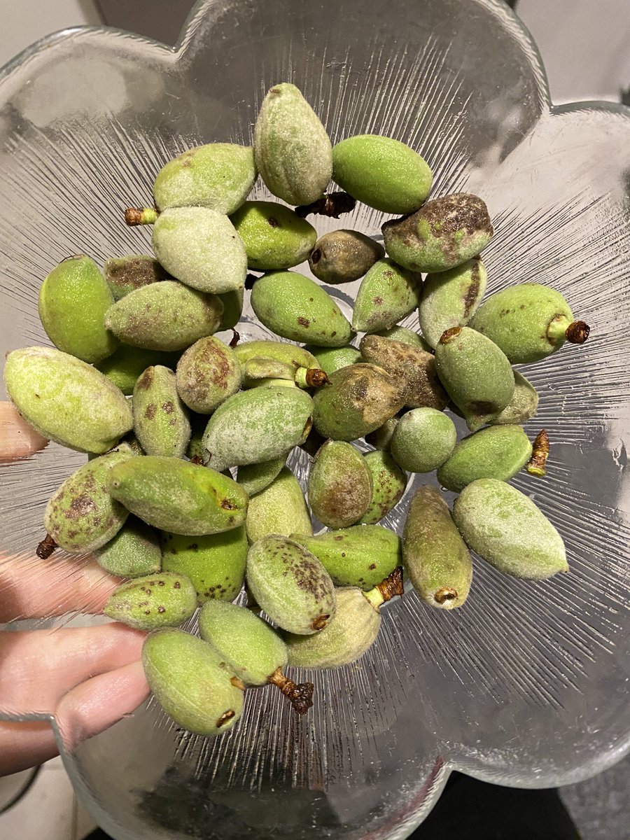 Migrostan alınan çağla ! GERÇEKTEN YAZIK !!!
<a href="/Migros_Turkiye/">Migros Türkiye</a> <a href="/migros/">Migros</a>