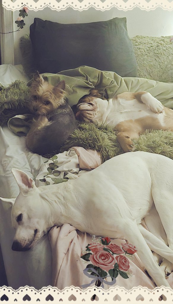 Glamerina Lune 🌙 Moon Princess tweet media