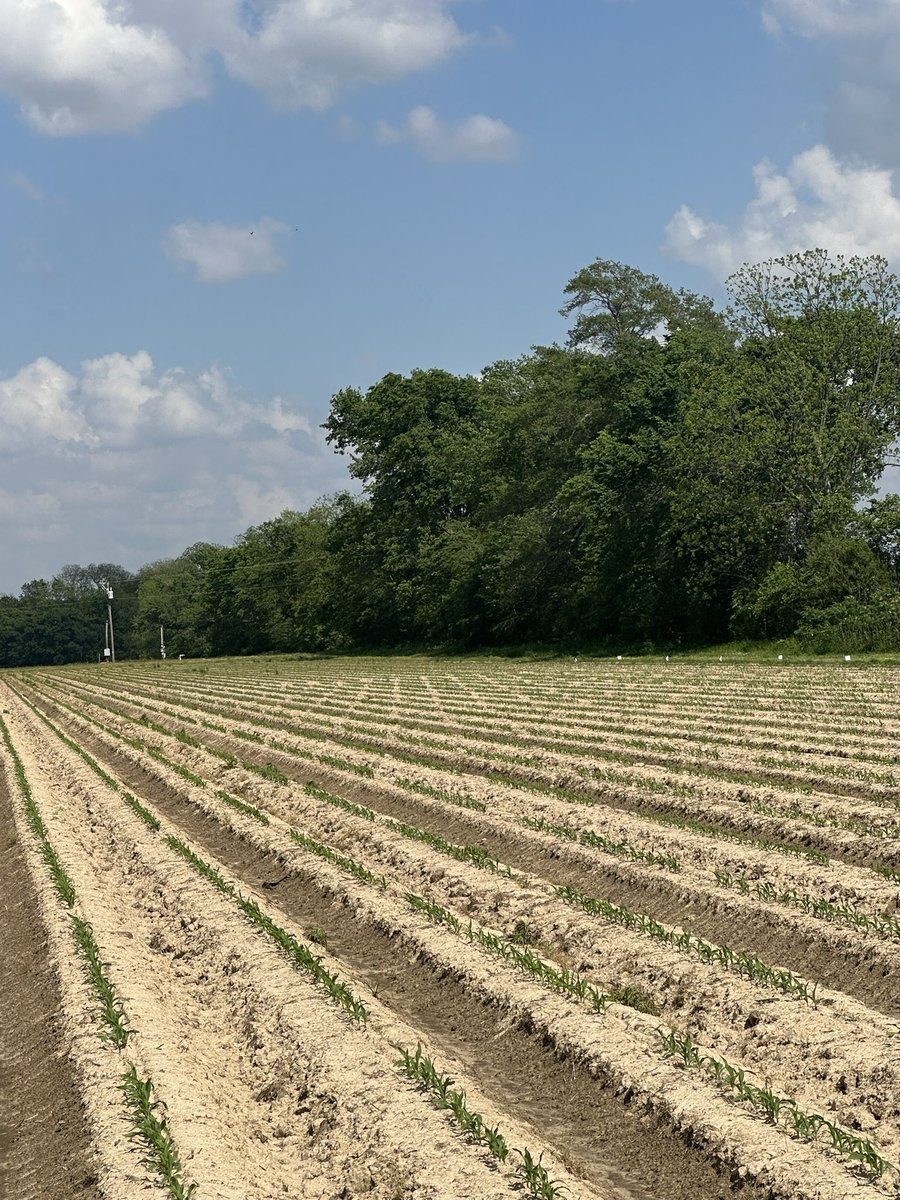 Corn Variety Trial plots are up and looking good at the Lon Mann Cotton Research Station in Marianna.