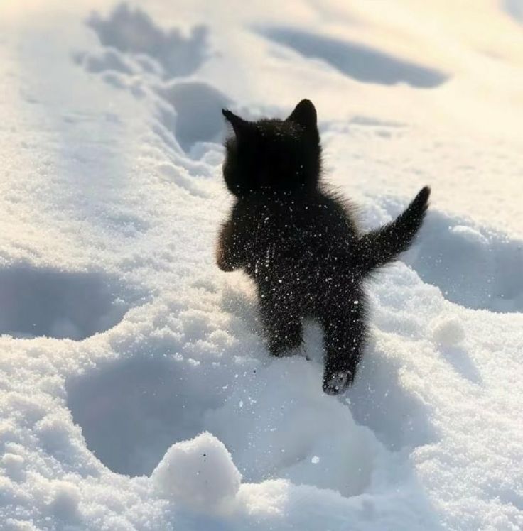 Black. (@blackdreamvibes) on Twitter photo 