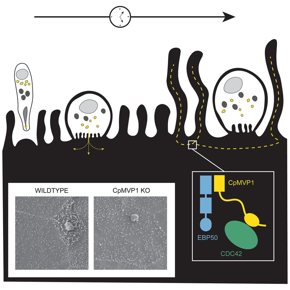 Cryptosporidium modifies intestinal microvilli Cryptosporidium-mediated  elongation of intestinal cell microvilli is controlled by exported  virulence factor (MVP1). MVP1 mechanism mirrors bacterial virulence factor  MAP, suggesting convergent evolution ...
