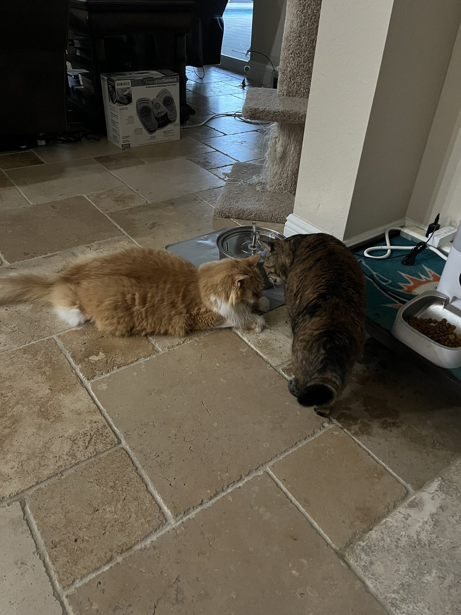 Fendi and angel Foxy tweet media