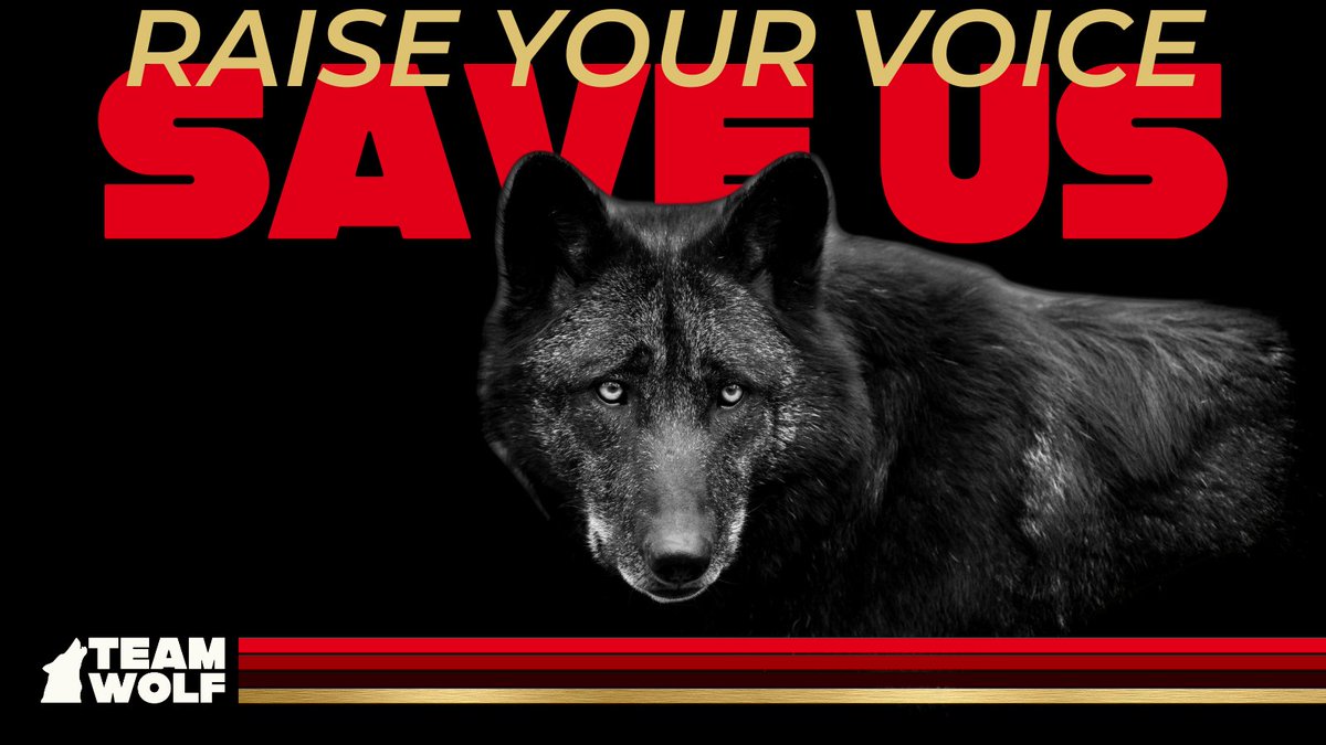 🚨 Congress is back &amp; so are attacks on wolves &amp; the ESA. 🚨

H.R. 845 &amp; H.R. 1897 would gut wolf protections &amp; put politics over science. Votes could begin at any time.

Use our toolkit to post, call, &amp; write your reps NOW.

#NoHR845 #NoHR1897

🔗 bit.ly/WolfAction