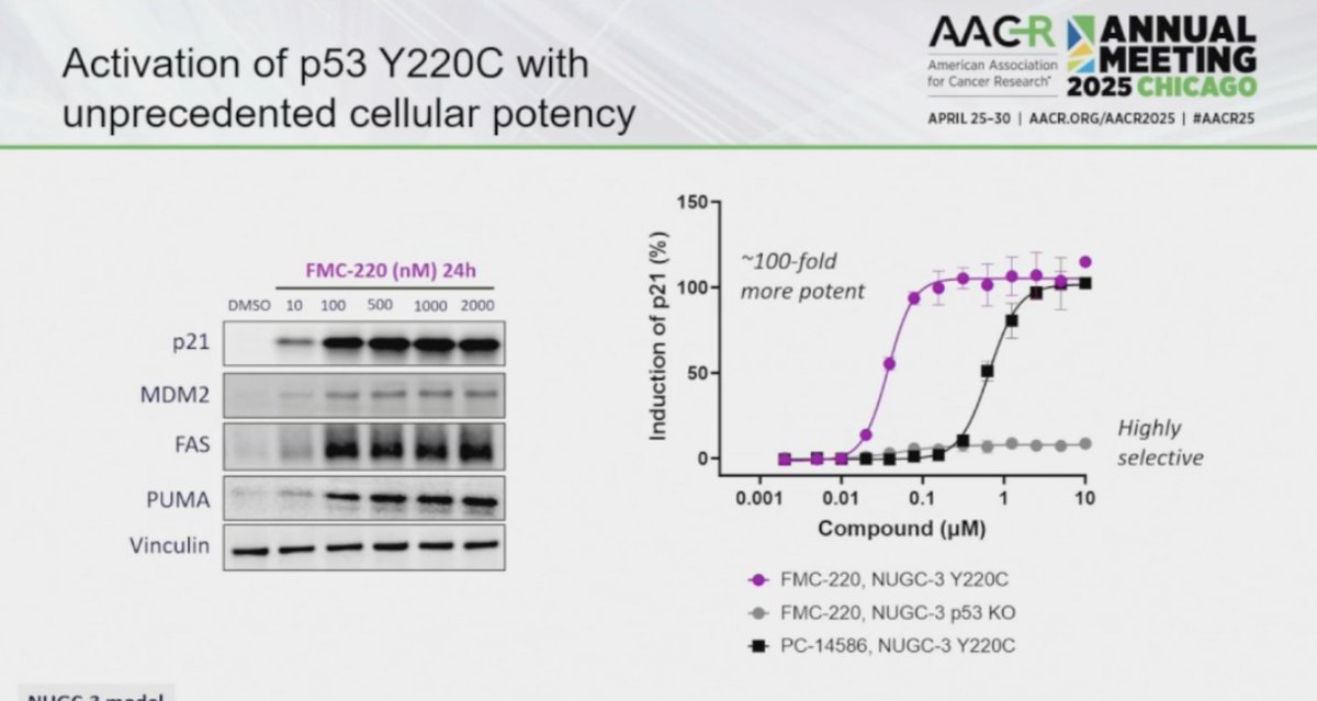 Proud of <a href="/FrontierMeds/">Frontier Medicines</a> showcasing their highly potent and selective p53 Y220C covalent activator at #AACR2025!!
