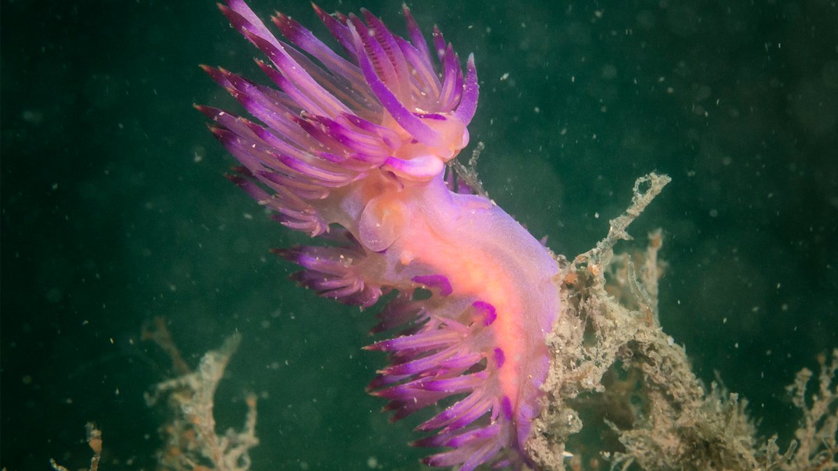 Wiley in research (@wileyinresearch) on Twitter photo Bright, bold, and toxic: Sea slugs flash vivid colors during the day to warn predators, and sunlight makes their defenses even stronger, a <a href="/AnimalEcology/">Journal of Animal Ecology</a> study finds. 🌈☀️
More details in <a href="/PopSci/">Popular Science</a>: ow.ly/RCcN50VJh93 Bright, bold, and toxic: Sea slugs flash vivid colors during the day to warn predators, and sunlight makes their defenses even stronger, a <a href="/AnimalEcology/">Journal of Animal Ecology</a> study finds. 🌈☀️
More details in <a href="/PopSci/">Popular Science</a>: ow.ly/RCcN50VJh93
