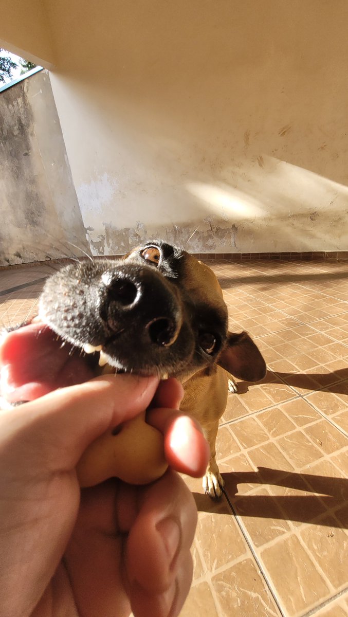 AislanL's tweet photo. Cachorra santista endinhota https://t.co/wv3S4Zr1zd