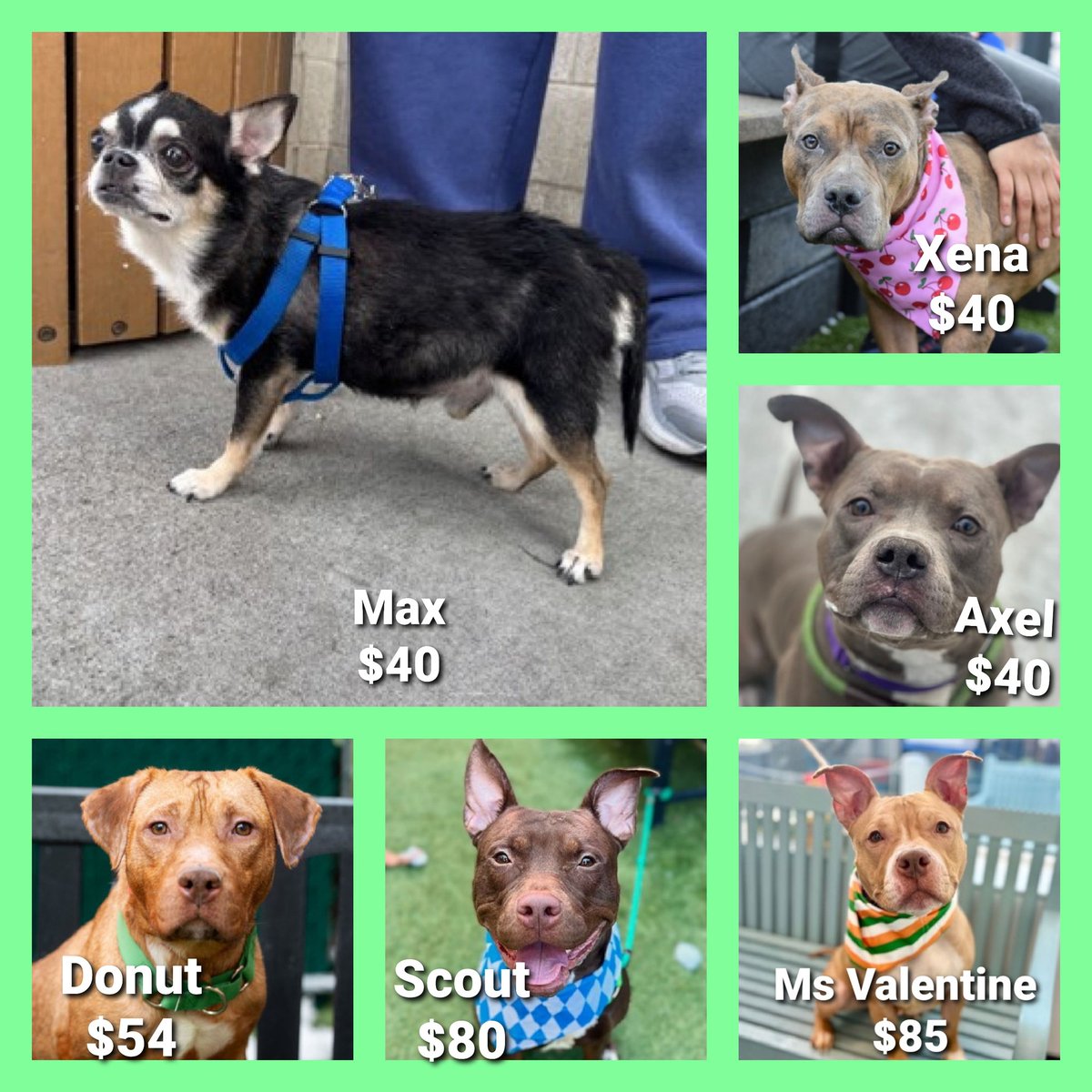 Julie🌻🐾 (@myboxerluvmac1) on Twitter photo 💢 30 dogs listed TBK:
4/29💉
▪️These 6 Are LOW in Pledges!
No amt 2 small, tysvm🙏
#NYCACC 💢
▪️Max
▪️Donut
▪️Scout
▪️Xena
▪️Axel
▪️Ms Valentine
💢All need #Fosters/#Adopters 2 save!
◽If in N.East, apply 2 save:
▪️Pls DM: <a href="/CathyPolicky/">Cathy Policky</a>
Tysvm
💞The Innocent Babies 💢 30 dogs listed TBK:
4/29💉
▪️These 6 Are LOW in Pledges!
No amt 2 small, tysvm🙏
#NYCACC 💢
▪️Max
▪️Donut
▪️Scout
▪️Xena
▪️Axel
▪️Ms Valentine
💢All need #Fosters/#Adopters 2 save!
◽If in N.East, apply 2 save:
▪️Pls DM: <a href="/CathyPolicky/">Cathy Policky</a>
Tysvm
💞The Innocent Babies