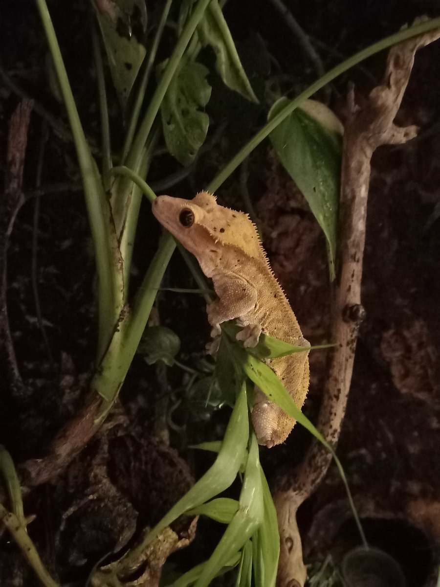 adorknamedmorph's tweet photo. Just a angry little frogbutt https://t.co/wI1oN81brJ