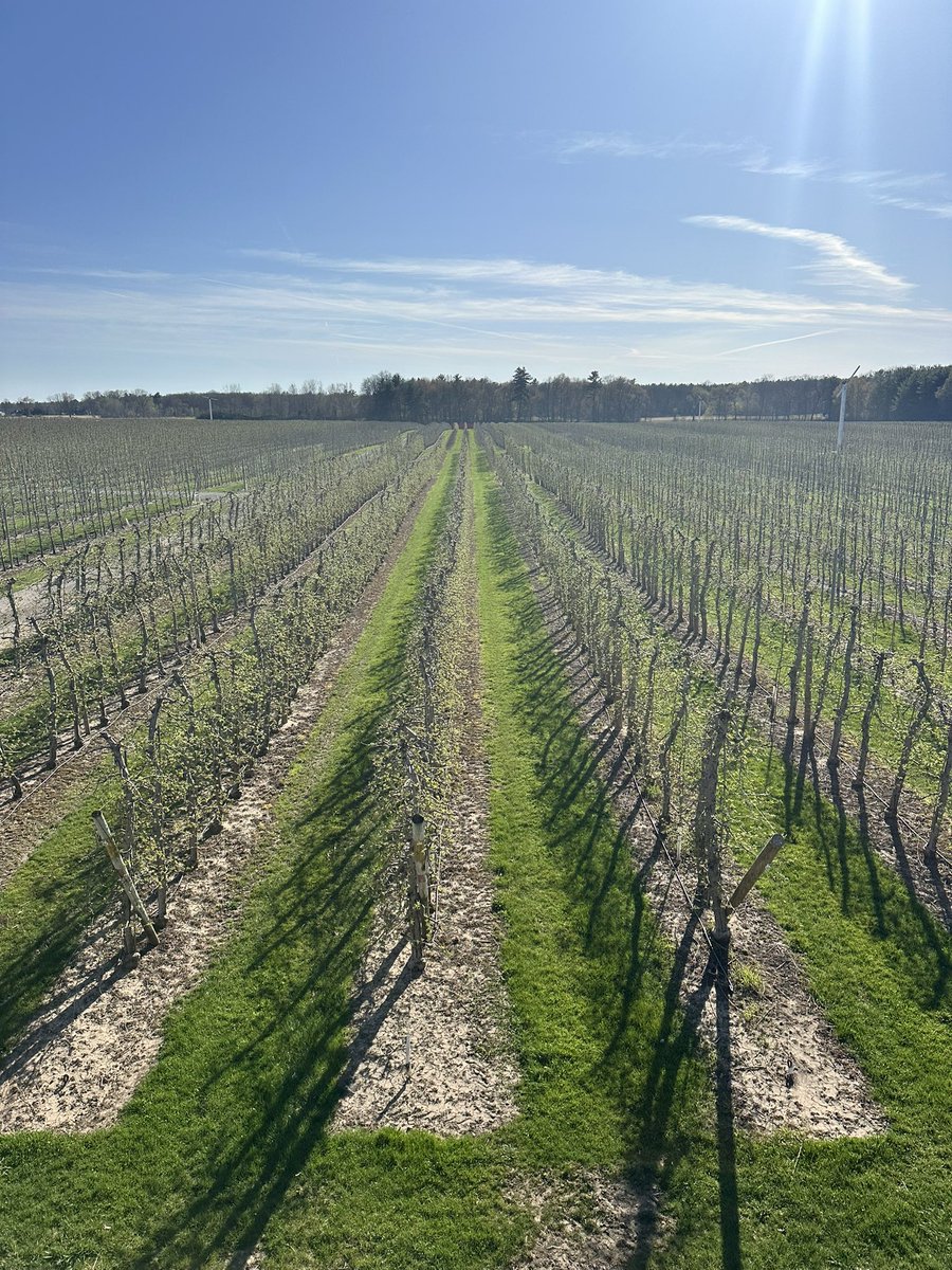 Lots of leaf tissue growth with all this warm weather and sunshine ☀️ <a href="/suncrestapples/">Suncrest Orchards</a> 🌱🍎