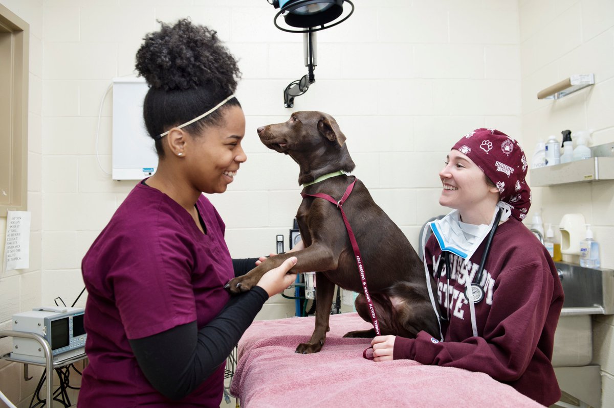 msstate's tweet photo. Today on World Veterinary Day, we celebrate the compassion, dedication, and expertise of our incredible vet students, faculty, and staff! Thank you for advancing veterinary science and ensuring the well-being of animals. 

We're proud to produce top-tier veterinarians dedicated to improving animal health and making a difference in communities around the world!