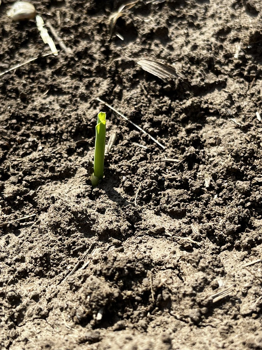bjf10's tweet photo. Corn is up https://t.co/1Wh6OqWOSe