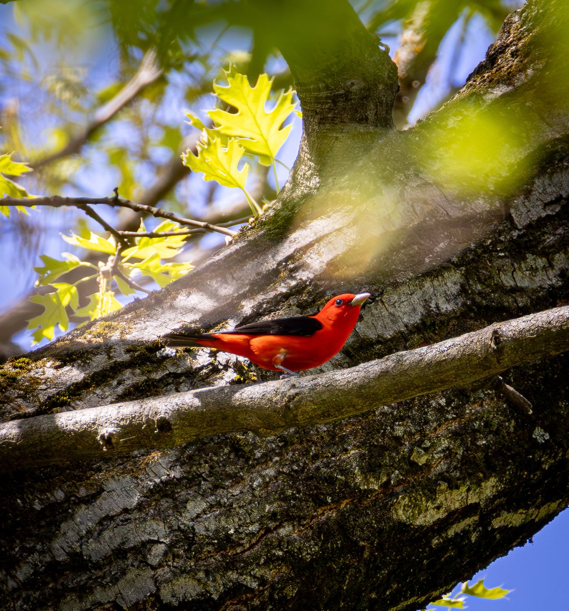High up in the Northwest Woods of Van Cortlandt Park, a Scarlet Tanager forages
#birding #birdwatching #springmigration #nycwildlife #wildnewyork