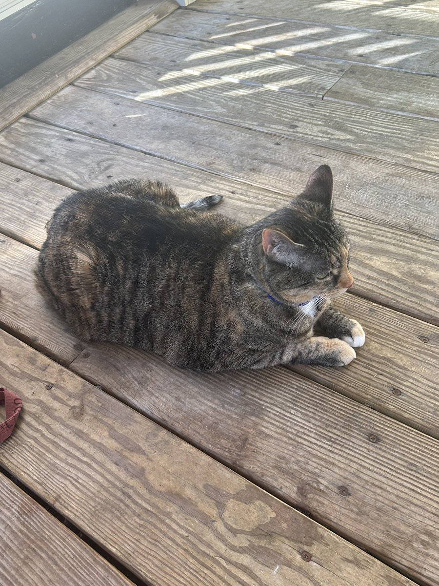 wolfhazard4's tweet photo. Warm day so cat on the porch and enjoying the sun https://t.co/kO2AQE6HyG