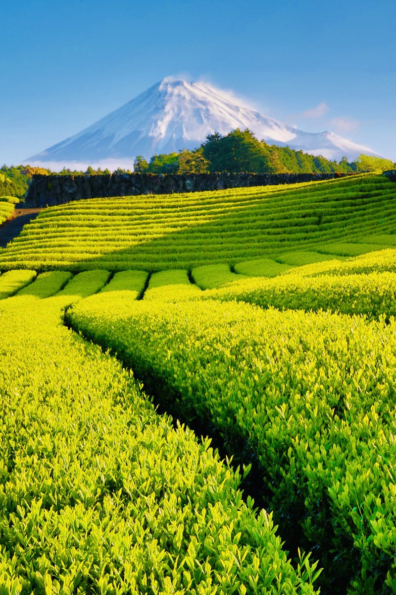 imaik2's tweet photo. こちらのお茶畑へ移動してみました。まだ富士山🗻が逆光気味ですが、新芽🌱が綺麗ですね。😊 https://t.co/MfkkOYq3rE