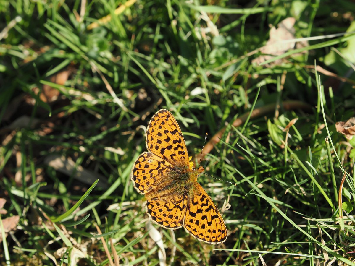 Mike Gibbons (@cloudedyellows) on Twitter photo Around 6-8 Pearl-bordered Fritillaries seen in the New Forest, Hampshire today. I really know spring is happening when I see these beauties. Took a while to find my first Pearl-bordered Fritillary they seem to have just come out, so not many yet. <a href="/HantsIoWBC/">HantsIoW BC</a> <a href="/savebutterflies/">Butterfly Conservation 🦋</a> Around 6-8 Pearl-bordered Fritillaries seen in the New Forest, Hampshire today. I really know spring is happening when I see these beauties. Took a while to find my first Pearl-bordered Fritillary they seem to have just come out, so not many yet. <a href="/HantsIoWBC/">HantsIoW BC</a> <a href="/savebutterflies/">Butterfly Conservation 🦋</a>