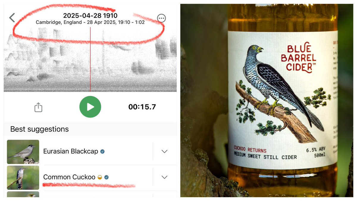 Coton Loves Pollinators ๐ ๐๐๐ (@cotonbuzz) on Twitter photo ๐ <a href="/BlueBarrelCider/">BlueBarrelCider</a> named their sweet, still cider โCuckoo Returnsโ for the bird that called as it was ready. Last year, Cotonโs Bramley trees fed the blend. Tonight, the cuckoo sang the yearโs first call. Raise a glass, sing Wasailโ๏ธ Help #SaveCotonOrchard #NationalCiderWeek ๐บ ๐ <a href="/BlueBarrelCider/">BlueBarrelCider</a> named their sweet, still cider โCuckoo Returnsโ for the bird that called as it was ready. Last year, Cotonโs Bramley trees fed the blend. Tonight, the cuckoo sang the yearโs first call. Raise a glass, sing Wasailโ๏ธ Help #SaveCotonOrchard #NationalCiderWeek ๐บ
