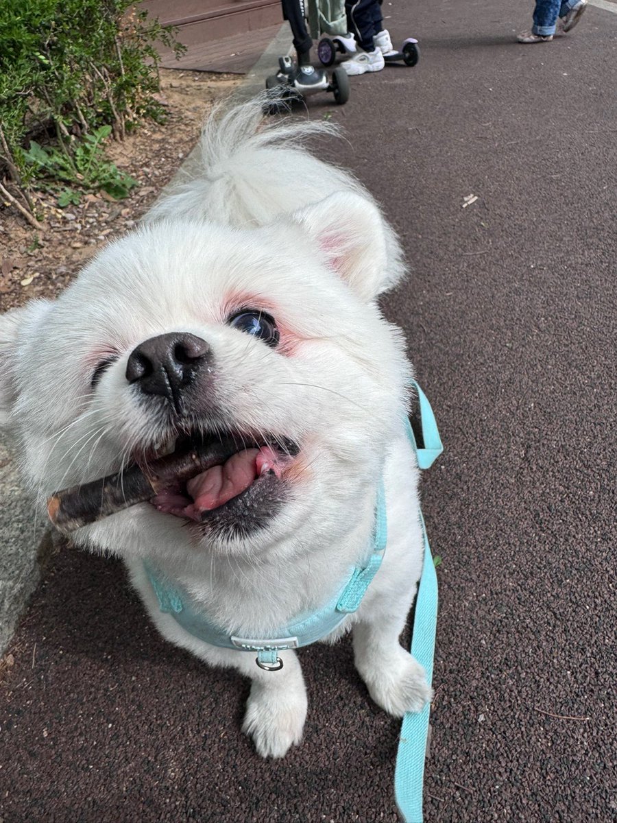 siru0729's tweet photo. 산책나가서도 산책마무리로는 꼭 나뭇가지놀이까지 해야 돌아오는 시루 https://t.co/CDAbgr1cC0