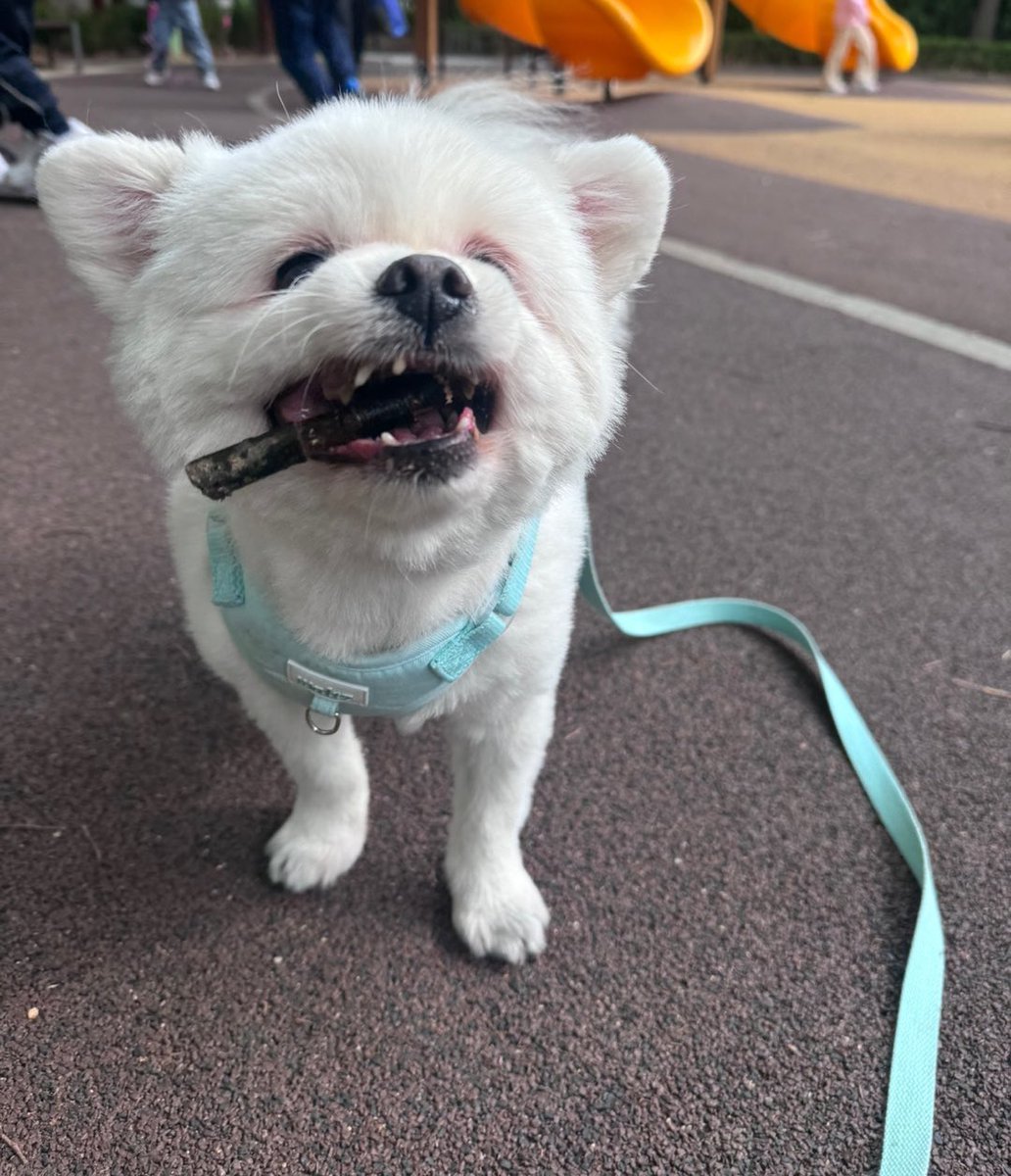 siru0729's tweet photo. 산책나가서도 산책마무리로는 꼭 나뭇가지놀이까지 해야 돌아오는 시루 https://t.co/CDAbgr1cC0