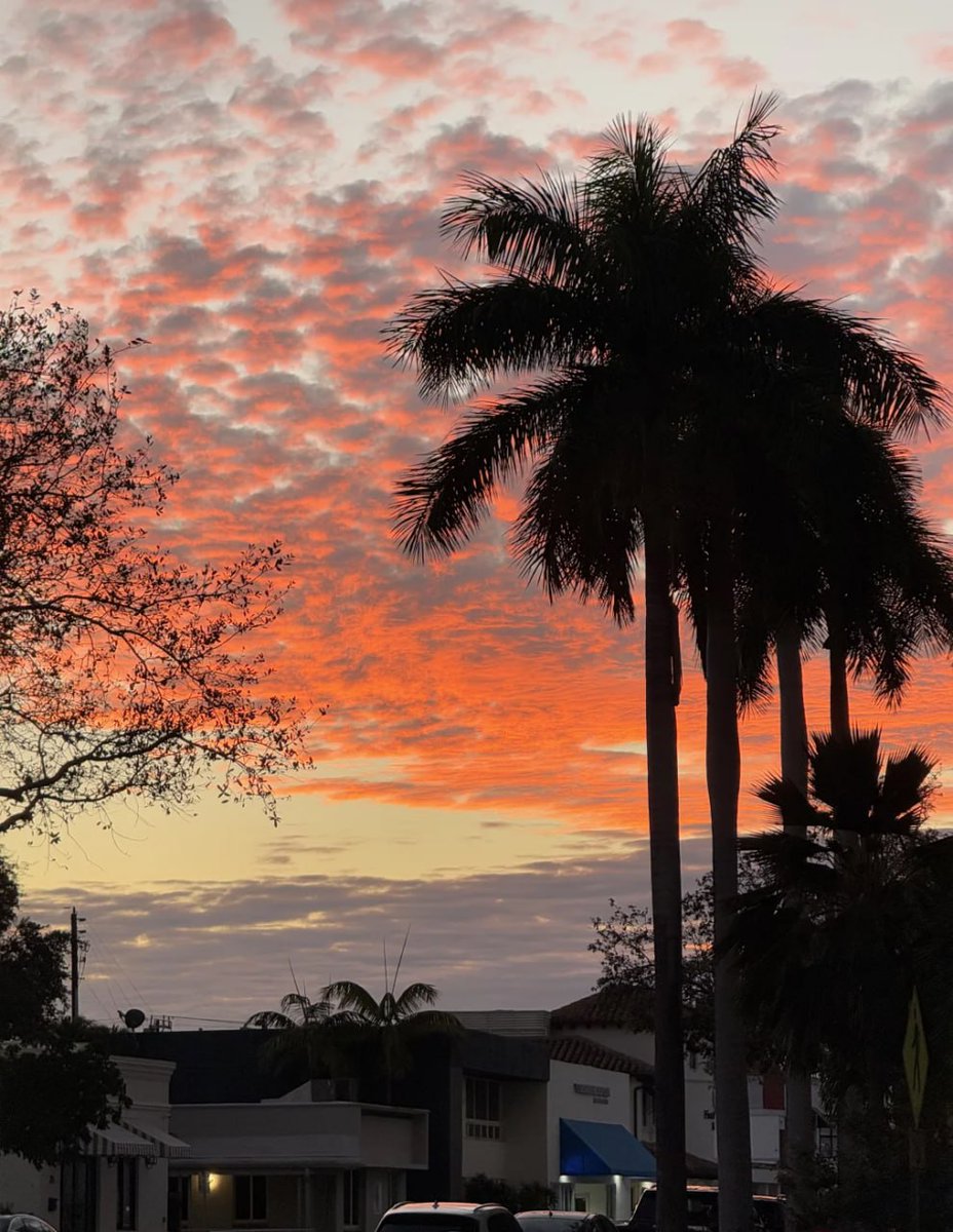 sofia_sofia45's tweet image. Cotton candy skies and palm tree vibes 🌴✨ #SunsetMagic #CoastalDreams