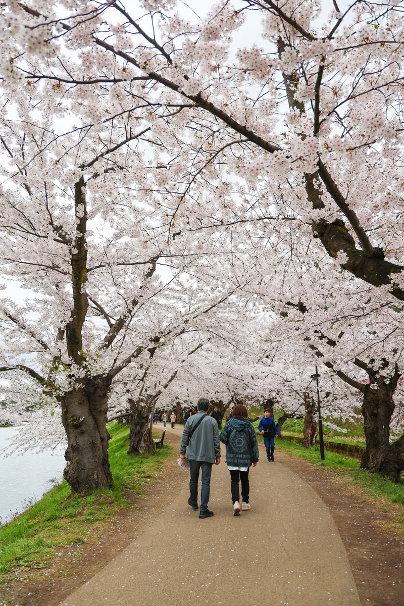 calm_bless's tweet image. #focusfun #eos #eosr #focuseosr6mark2 #focus_eosr6mark2 #canon #canoncamera #eosr6mark2 #eosr6markii #rf24_105m #rf24_105 #rf24_105mmf4lisusm #rf24_105mm_f4_l_is_usm 
#レンズ復活 #弘前城 #桜のトンネル #桜のハート 
やっぱり #曇天 #曇り.....💦