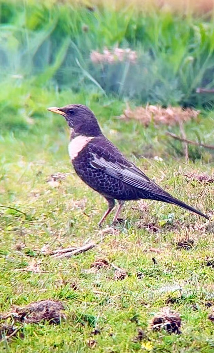 SteveOnHilbre's tweet photo. Birding was quite good at the weekend too … #YellowWagtail #RingOuzel #LesserWhitethroat #BlueheadedWagtail @hilbrebirdobs and Meols #Wirral https://t.co/qi1xpAR5Gj