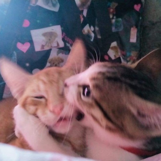 torta de frango tweet media