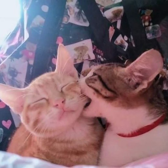 torta de frango tweet media