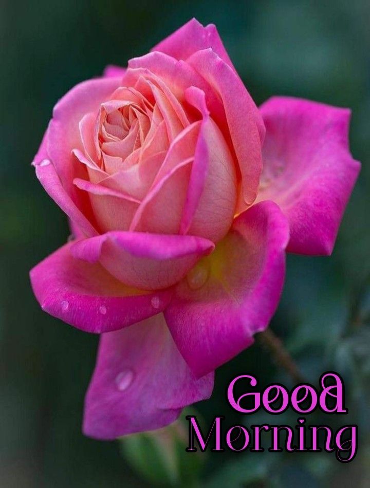 Good morning everyone 💐🌻🌻