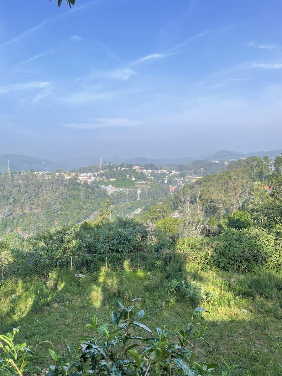 TeaScientist tweet media