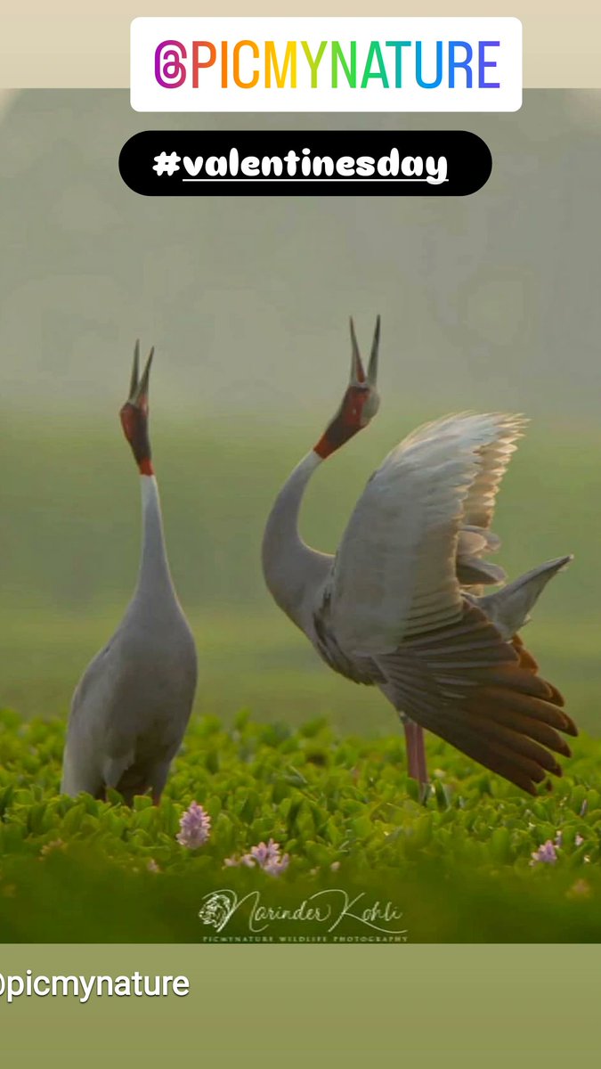 PicMyNature Foundation (Natural Neighbourhood) tweet media
