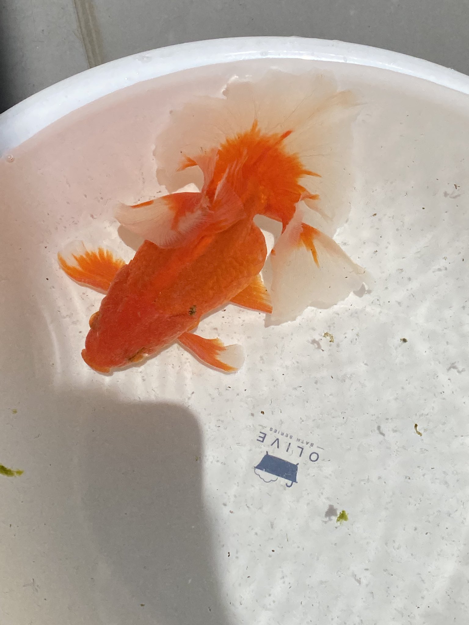 リアル過ぎる金魚で注目される深堀隆介の個展、初期から最新作