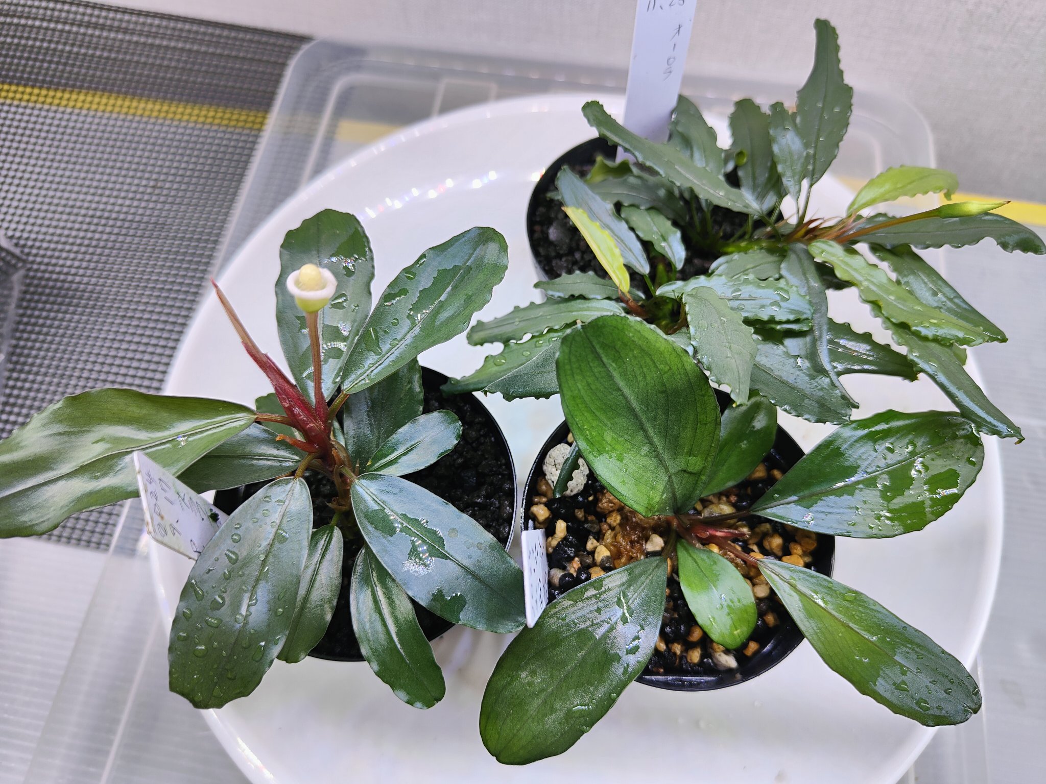 Bucephalandra sp.SkyMoon 大群生 - メルカリ