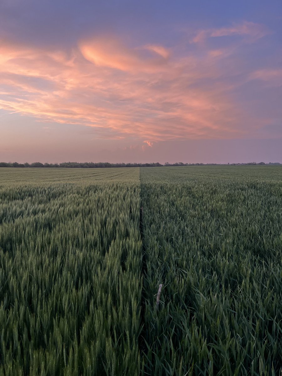 jkohls1's tweet image. I love wheat!  AP Prolific on the left. Rockstar on the right. Who’s going to win??