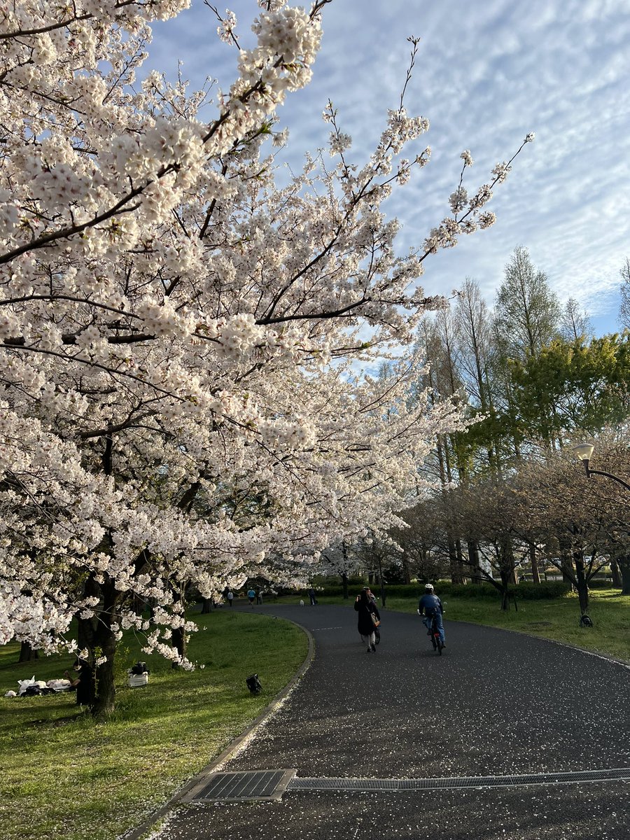 久しぶりに夢を見ました。祝日なんで今日はお休みなんですが、体調崩してしまいました。一年前の今日は初めて横須賀に降りたって散策していました。近所の公園はこの前散歩したらネモフィラと桜がとても可愛かったです。