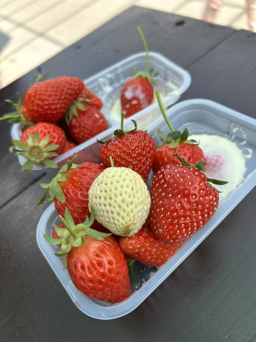 息子と いちご狩り🍓
無制限で練乳かけ放題✨️
今のところ章姫が1番好きかなぁ♡