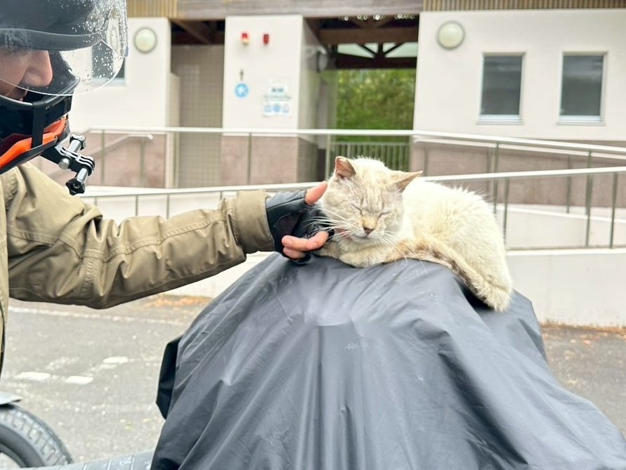 exceed0taku's tweet photo. 元気かなー。四万十ﾇｺさん達🐈️ https://t.co/mLcFrZimVa