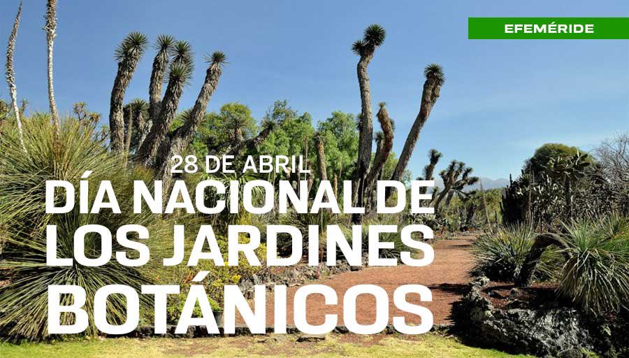 Los jardines botánicos no sólo son hermosos, también protegen el futuro 🌱🍄🌵🪻. #UnDíaComoHoy se conmemora el Día Nacional de los Jardines Botánicos. En México, existen alrededor de 40 de ellos, y uno está en la UNAM > bit.ly/435zNGY